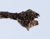 CollectionObject 1562581; bf5fa3c6-fb43-49e1-b273-44bafaee0237: copyright ZMUH, Hamburg. male: end of abdomen, lateral view (syntype). (CollectionObject).