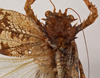 CollectionObject 1534641; bd7bdfaa-b834-422c-b01c-3a0af2992374: female pronotum, dorsal view (holotype). (CollectionObject).