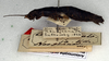 CollectionObject 1558156; NMW 135, 6b01bd85-6243-40af-9295-6575183f2a02: copyright NMW. female, lateral view (holotype). (CollectionObject).