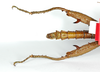 CollectionObject 1562188; 23e1f5ff-d459-4f63-a4d2-44bfb749f7a8: copyright ZMB, Berlin. male: abdomen and hind legs, ventral view (holotype). (CollectionObject).