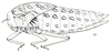 Bullacris obliqua (Thunberg, 1810): Fig. 19.2. female (body length 45-51 mm, pronotum 22-24 mm). (Otu).