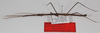 CollectionObject 1563014; 9c6c76f0-8f56-407b-908b-b2975b19d8ee: copyright MUSM. male, lateral view (holotype). (CollectionObject).