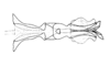 Dichroplus intermedius Ronderos, 1976: Fig. 13. endophallus, dorsal view. (Otu).