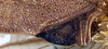 CollectionObject 1520772; f6b5f91a-3076-44ba-8720-2afaedbb177a: male, base of left tegmen (syntype). (CollectionObject).