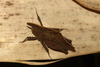 Hymenotes triangularis Westwood, 1837: sex unknown (Siargao Island, 16 October 2018). (Otu).