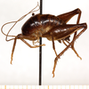 CollectionObject 1499249; 24a51e15-a1de-42b3-b6e8-b4562ae77eb5: male, lateral view (holotype). (CollectionObject).