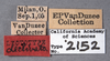 Other: !! display not done !! on Palonica pyramidata declivata (Van Duzee, 1908): (Observation).