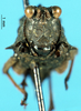 CollectionObject 1581439; 8db9e928-ae55-4753-9dcd-15480abb786e: female, frontal view (paratype). (CollectionObject).
