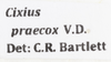 Other on Cixius (Pseudocixius) praecox Van Duzee, 1925: (Observation).