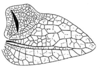 Callimenellus albolineatus Gorochov & Voltshenkova, 2005: Fig. 53. male left tegmen. (Otu).