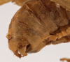 CollectionObject 1534491; 5ecc8c43-e2ff-4876-9ec0-81ab2154ed10: male abdomen tip, lateral view (syntype). (CollectionObject).