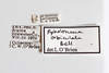 Other: !! display not done !! on Protrocha orbiculata (Ball, 1935): (Observation).
