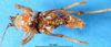 CollectionObject 1502496; d3e0a81f-8bf8-4cc1-be6c-3604ba0322ab: male, ventral view (syntype). (CollectionObject).