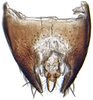 Pygofer, dorsal view: Magnentius clavatus, pygofer, dorsally (INHS). (Observation).