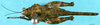 CollectionObject 1505057; 6057451a-b069-4f50-b625-1119b7a15d2f: female, dorsal view (syntype). (CollectionObject).