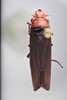 Habitus, dorsal view: !! display not done !! on Aulacizes quadripunctata (Germar, 1821): Dorsal. (Observation).