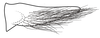 Subgenital plate, ventral view on Pseudocostanana piraquarensis (Domahovski & Cavichioli, 2023): Male holotype [DZUP]: subgenital plate, ventral view. (Observation).