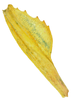 CollectionObject 1586492; a11ce751-1a35-4166-8f71-8d0370152ba4: copyright IMQC. male: profemur, dorsal view (paratype). (CollectionObject).;CollectionObject 1586493; 98faf60d-f949-44d6-9e44-92137cf217cb: copyright IMQC. male: profemur, dorsal view (paratype). (CollectionObject).;CollectionObject 1586494; 1f5c5ba6-04ff-465b-82b6-02495b8db84f: copyright IMQC. male: profemur, dorsal view (paratype). (CollectionObject).
