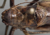 CollectionObject 1505908; 024587c5-ced4-463f-98f7-a18910712bb5: male pronotum, dorsal view (holotype of Poecilimon greini). (CollectionObject).