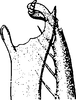 Stylus: !! display not done !! on Jacobiasca lybica (Bergevin, 1922): Stylus. (Observation).