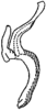 Aedeagus, lateral view on Balanda kara Dworakowska, 1979: Aedeagus (B. kara Dwor.), lateral view. (Observation).