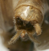 CollectionObject 1535938; ce3eb6ac-4cc0-492d-8d20-16df82832308: male abdomen tip, caudal view (syntype). (CollectionObject).