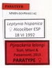 CollectionObject 1565284; 30fd5e64-9c8f-4a7b-a863-5e9489bf1709: copyright MNHN, Paris. female, data labels (paratype). (CollectionObject).