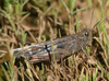 Aiolopus strepens strepens (Latreille, 1804): individual from Gran Canaria (Canary Islands). (Otu).
