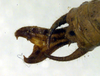CollectionObject 1500371; 237b4136-0f41-45ee-86bd-ddf7d24bfce2: male abdomen tip, dorsal view (syntype). (CollectionObject).