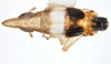 Habitus, dorsal view: !! display not done !! on Tumidagena terminalis (Metcalf, 1923): (Observation).