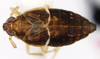 Habitus, dorsal view: !! display not done !! on Pissonotus piceus (Van Duzee, 1894): (Observation).