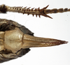 CollectionObject 1529600; dc55f4e9-3490-485d-aa4a-b2bd268c78de: female subgenital plate (holotype). (CollectionObject).