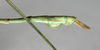 CollectionObject 1557325; NMW 657, 021f09b1-b91a-419e-8408-6361426aeb65: copyright NMW, Vienna. male: end of abdomen, lateral view (holotype). (CollectionObject).
