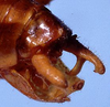 Eumacroxiphus (Eumacroxiphus) diffundatus Ingrisch, 1998: male cerci (paratype). (Otu).