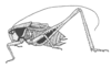 Chizuella bonneti (Bolívar, 1890): Fig. 213 (reproduced with permission). male, lateral view (body length 16.5 -20.7 mm). (Otu).