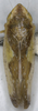 Habitus, dorsal view: !! display not done !! on Platymetopius (Platymetopius) henribauti Dlabola, 1961: (Observation).