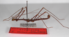 CollectionObject 1560252; f7984033-1e16-4cfe-b007-fe690a1f27d1: copyright ZMB, Berlin. male, lateral view (holotype). (CollectionObject).