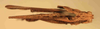 CollectionObject 1584234; c8549a0f-f976-4585-905c-9c01ed767e42: male, dorsal view (neoallotype). (CollectionObject).