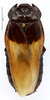 CollectionObject 1587181; MNHN(SF IMPORT DUPLICATE) MNHN-EP-EP1095, b853bd7b-7cb0-46d0-bc7e-8b51ed6f193b: CC BY-NC-ND 4.0/MNHN - Depraetere Marion - 2014. Non type, male. Specimen number: MNHN-EP-EP1095. http://coldb.mnhn.fr/catalognumber/mnhn/ep/ep1095. (CollectionObject).