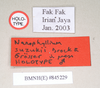 CollectionObject 1563455; NHMUK(SF IMPORT DUPLICATE) 845229, 0e207186-b425-4c57-8982-4222b223b453: copyright Natural History Museum, London. male, data labels (holotype) [ignore temporary ms name label]. (CollectionObject).