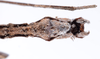CollectionObject 1558790; dde591f1-ae7c-4b9a-b91e-9e6c06edb43d: copyright ZMUH, Hamburg. male: end of abdomen, ventral view of synonym Galactea titschacki (holotype). (CollectionObject).