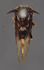 Habitus, dorsal view: !! display not done !! on Antonae tigrina (Fairmaire, 1846): (Observation).