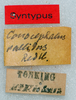 labels (syntype). Depicts CollectionObject 1594182; c6c9af93-3ef5-462b-afda-e09c485ad106, a CollectionObject.