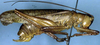 Cocconotus (Cocconotus) molaris (Rehn, 1946): male, lateral view (Costa Rica, Alajuela Prov., La Marina). (Otu).