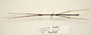 CollectionObject 1591074; 3f08a0ef-71f1-4518-a1c5-70dfa24afd6d: copyright ZRC Singapore. male, dorsal view (paratype). (CollectionObject).