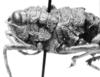 CollectionObject 1525555; a19b0cb4-74f9-496c-a39c-3c395d30074a: female, head and pronotum, lateral view (lectoallotype). (CollectionObject).