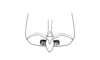 Eremopachys bergii Brancsik, 1901: Fig. 215. female subgenital plate, dorsal view. (Otu).