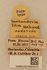 CollectionObject 2077805; NHMUK016032410, fe0eee91-66cb-4ec2-845a-e848245b8485: Santanderia lita Hebard, 1923. Santanderia lita Hebard, 1923. (CollectionObject).