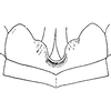 Ovipositor on Neoaliturus (Circulifer) chinai (Zakhvatkin, 1946): subgenital plate. (Observation).
