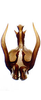 Aedeagus, ventral view: Aedeagus in caudal aspect. (Observation).
